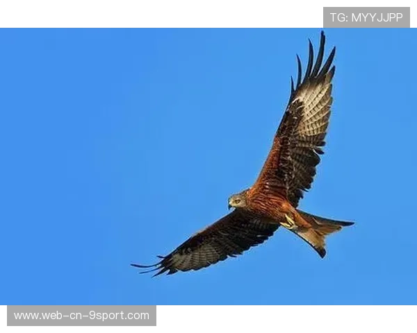 _老鹰主将缺席，全队团结迎挑战_，老鹰队伍